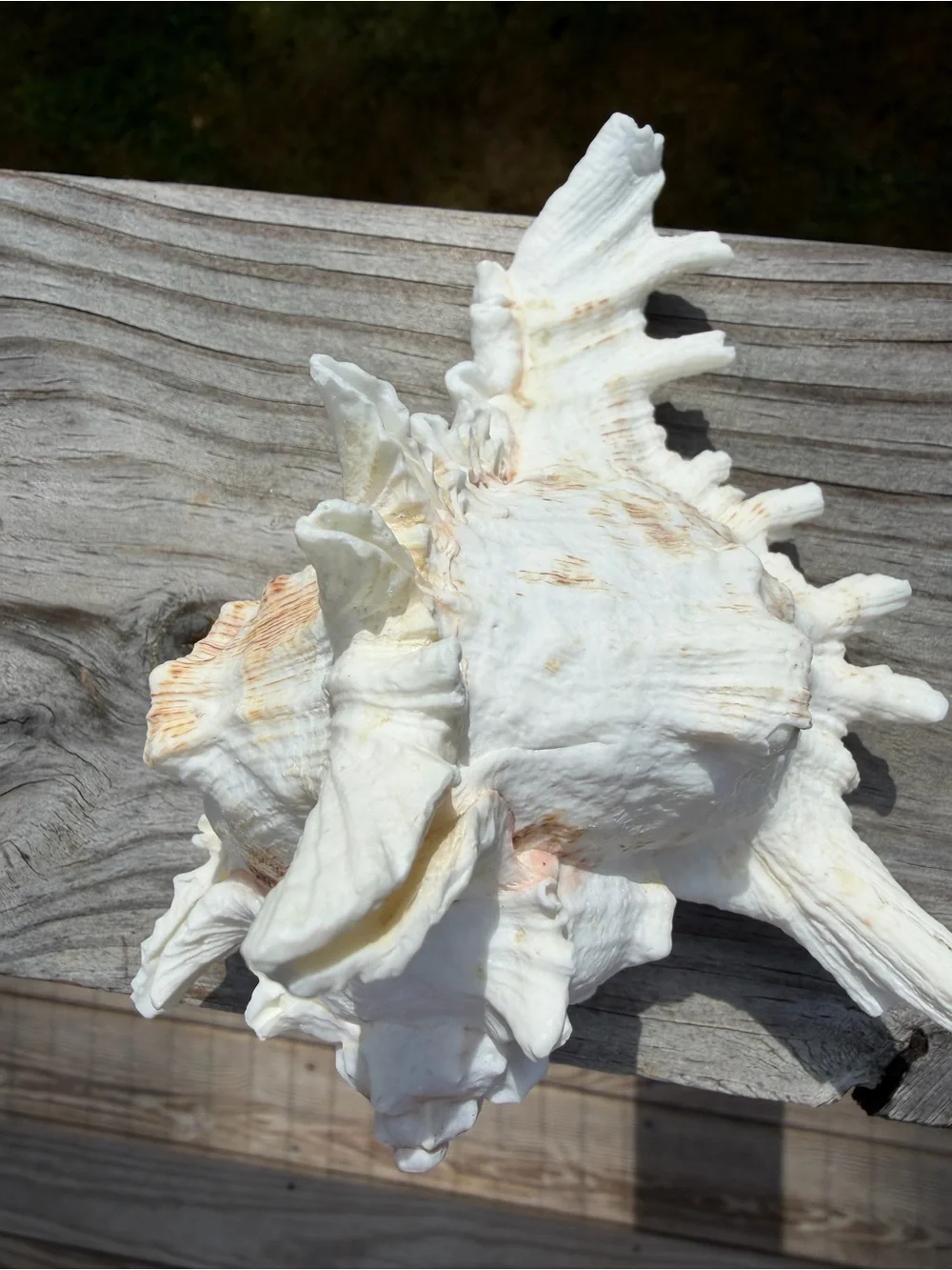 Large 5” SeaShell | Looks Great with an Airplant Inside 🐚🪴